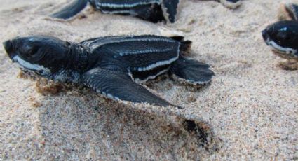 Inicia el arribo de tortugas Golfina a costas de Oaxaca