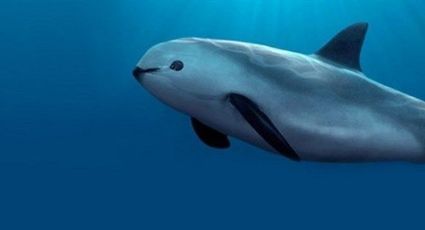Greenpeace denuncia omisión del Gobierno Federal en preservación de la vaquita marina ante CNDH