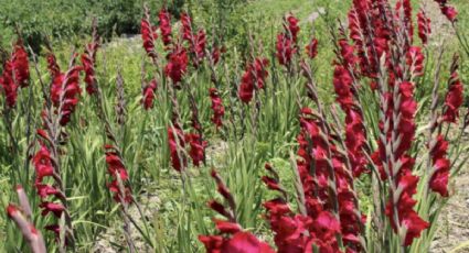 Gladiola, flor más vendida en Central de Abastos 