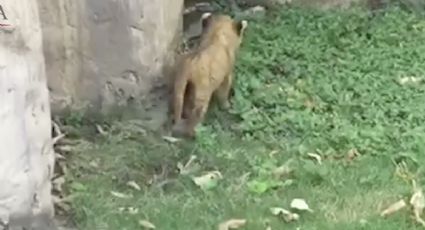 Profepa asegura cachorro de León Africano en Tamaulipas (VIDEO) 