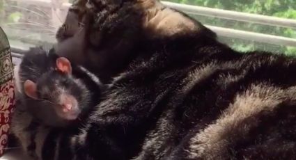 La 'amistad' entre un gato y una rata llama la atención en redes (FOTOS)