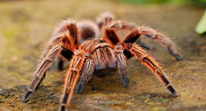 Veneno de araña, eficaz para tratar un tipo de epilepsia infantil