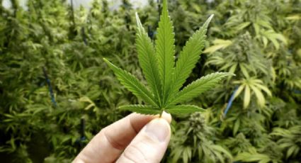 Ontario en Canadá permitirá venta de marihuana en negocios privados