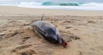 Hallan a delfin sin vida en playa de Oaxaca 