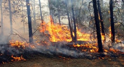 Estudiantes del ITESM crean sensores para prevenir incendios forestales
