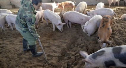 China sacrifica más de 14 mil cerdos para contener brote de peste porcina 