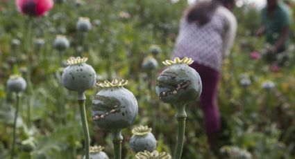 Senado recibe iniciativa que plantea legalizar cultivo y producción de amapola para fines científicos y medicinales