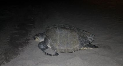 Autoridades de Chiapas registran 132 muertes de tortugas marinas 