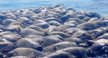 Mueren más de 300 tortugas enredadas en mallas de pesca prohibidas en Oaxaca