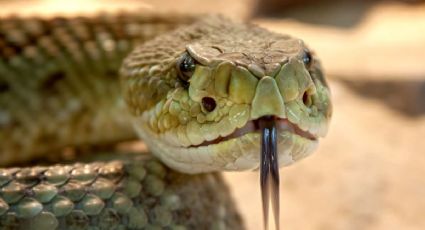 El 'combate ritual' entre dos serpientes cascabel se vuelve viral (VIDEO) 