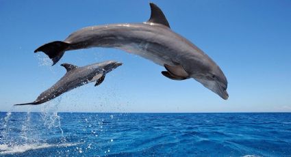 Delfín le muestra a sus 'amigos' como 'caminar sobre el agua' (VIDEO)