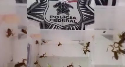 Decomisa Policía Federal 21 ranas toro y siete alacranes en CDMX (VIDEO)