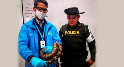 Encuentran boa constrictor de más de un metro en motor de autobús (VIDEO) 