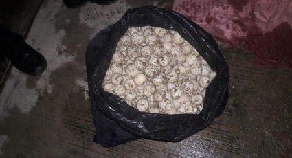 Detienen a mujer con 800 huevos de tortuga en costas de Oaxaca 