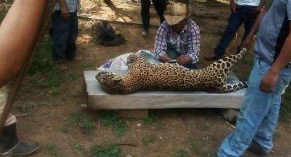 Fiscalía de Veracruz investiga muerte de jaguar en peligro de extinción 