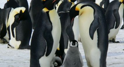 Cambio climático, una grave amenaza para los pingüinos: estudio (VIDEO)