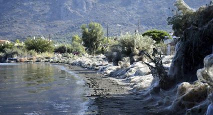 Sorprende a habitantes enorme telaraña en costa de Grecia (FOTOS)