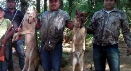 Denuncian ante PGR a regidor de Áporo, Michoacán por caza ilegal de lobos