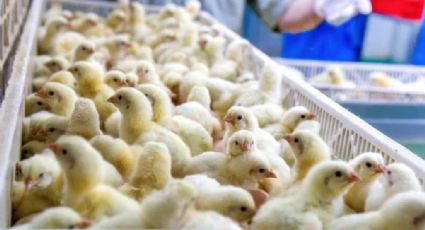 Prohíben triturado de pollos vivos en Suiza (VIDEO)