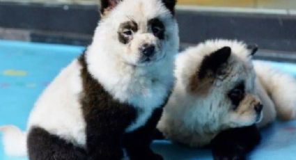 Perros pintados como pandas, genera polémica (FOTOS)