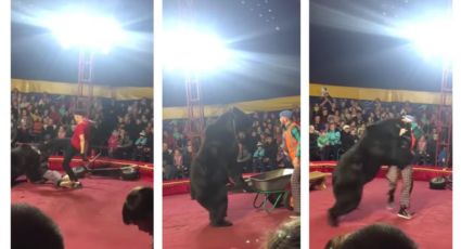 Oso ataca a domador en plena función de circo (VIDEO)