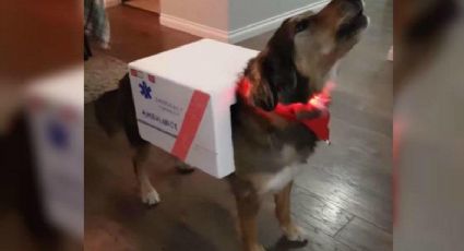 Perro disfrazado de ambulancia, imita el sonido de la sirena (VIDEO)