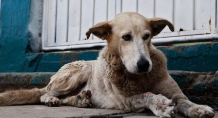 Rescataban 10 caninos; PGJ obtiene primera vinculación a proceso por maltrato animal