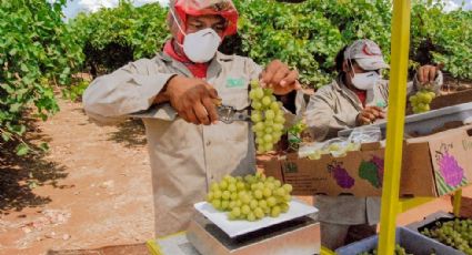 Abren Mercado en Corea del Sur a la uva de productores de Sonora