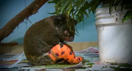 Muere “Lewis”, koala rescatado de incendios forestales en Australia