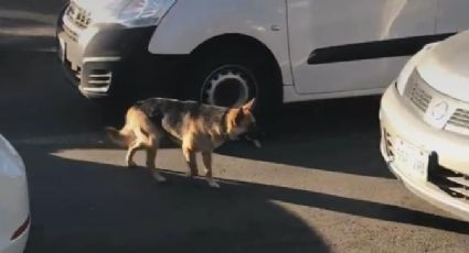 Tras ser abandonado, perro persigue el auto de dueñas (VIDEO)
