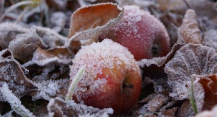 Aparecen manzanas de hielo tras lluvia helada en Míchigan (FOTOS)