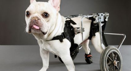Conmovedora reacción de perro al recibir ruedas para caminar (VIDEO)
