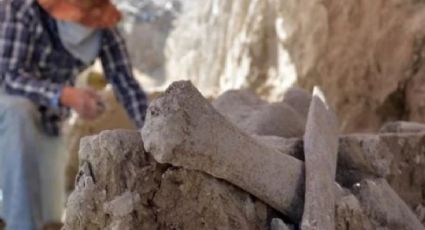 INAH reporta el hallazgo de restos de mamut en Tultepec