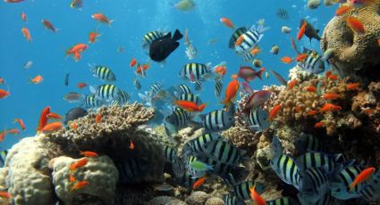 Calentamiento de océanos podría disminuir la población de peces