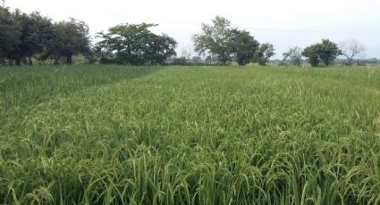 Impulsa Sader líneas de investigación para el desarrollo de semillas mejoradas de arroz