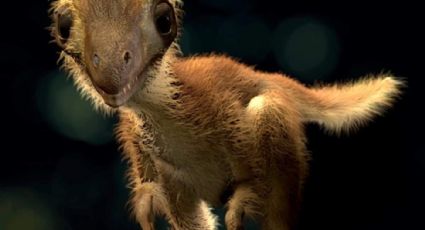 Reconstruyen la apariencia de una cría de Tyrannosaurus rex (VIDEO)