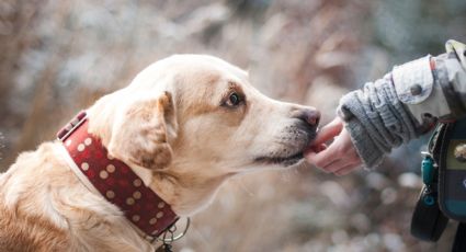 La red se conmueve por la reacción de un perro al ser salvado (VIDEO)