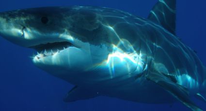 Niña es atacada por tiburón en playas de Florida