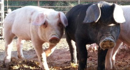 Refuerzan acciones para prevenir entrada de Peste Porcina Africana