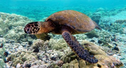 Estudio muestra que especies marinas sufren más el calentamiento global
