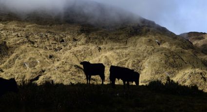 Garantizan movilización segura de toros de Lidia por territorio nacional
