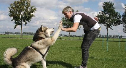 Perros entrenados reconocen un olor específico de ataques epilépticos