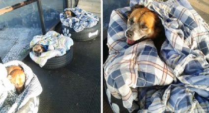 Estación de autobuses en Brasil crea camas para perritos callejeros (FOTO)