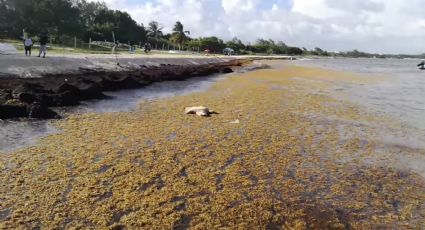 Hallan muerta a tortuga Caguama en Playa del Carmen