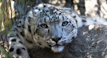 Especies de felinos en México, amenazadas o en peligro de extinción