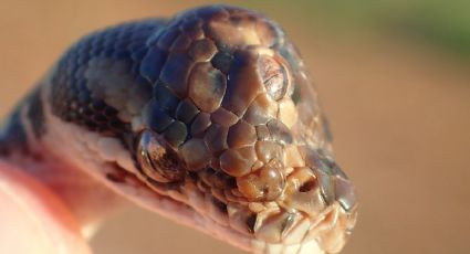 Encuentran serpiente con tres ojos (FOTO)