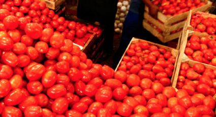 Pide SE tomateros mantengan negociaciones con EEUU para evitar aranceles