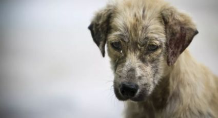 México, el país con mayor índice de perros abandonados en Latinoamérica