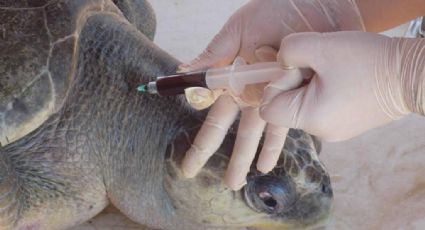 IPN alerta sobre tumores en Tortugas marinas (FOTOS)