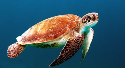 ¿Cuál es el principal peligro para las tortugas marinas?